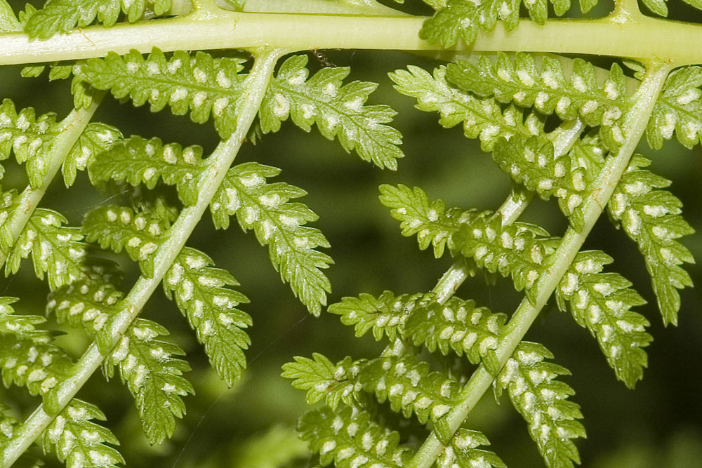 Athyrium filix-femina / Felce femmina